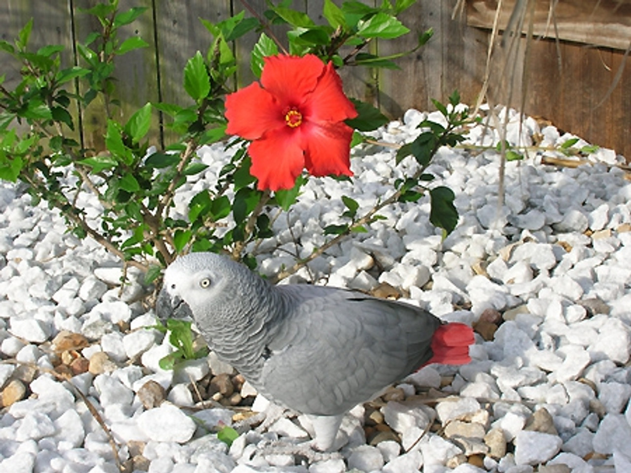 African Grey "Marcus" - A devoted bird